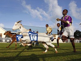 Kozí dostihy na karibském ostrov Tobago. Místní obyvatelé jsou na tento sport...