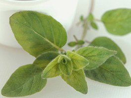 Oregano (Origanum vulgare) neboli dobromysl je vcelet rostlina, vzrstem i...