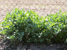 Libeek (Levisticum officinale) je víceletá mohutná a odolná rostlina s dutou...