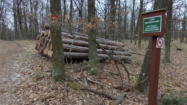 Skládka dřeva v první zóně.
