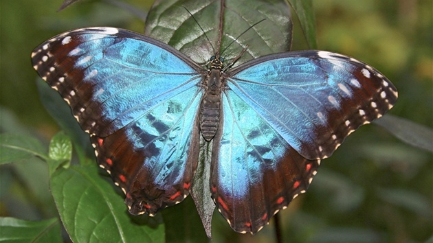 Jeden z tropickch krasavc (Morpho peleides), kter do prask Troji picestoval z anglick motl farmy ve Stratfordu nad Avonou.