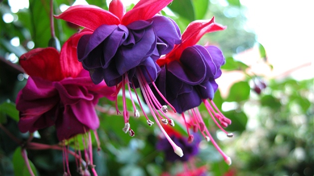 Fuchsie má ráda spí�e polostín a nesmíte ji "utopit".