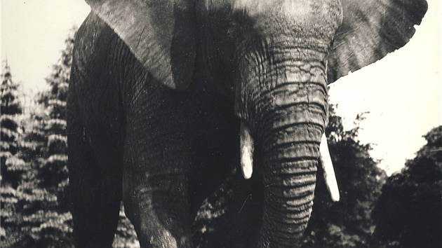 Z historie zoo: Petr I. byl prvnm slonem africkm v prask zoo. V roce 1965 byl pevezen do ostravsk zoo, kde il do roku 1968.