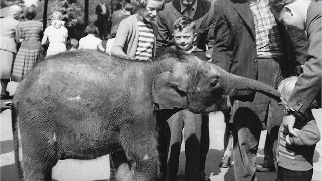 Z historie zoo: Pepk pijel do prask zoo z dalekho Vietnamu a pobyl tu pouh ti msce, ne odcestoval do Ostravy. 