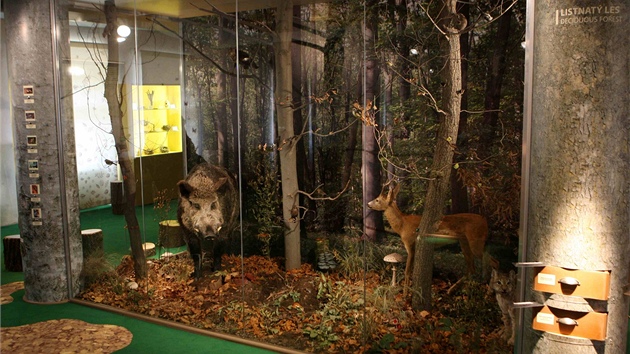 Olomoucké Vlastivědné muzeum se po velké proměně za 71 milionů korun znovu otevřelo návštěvníkům. Na snímku ukázka fauny a flory v listnatém lese.
