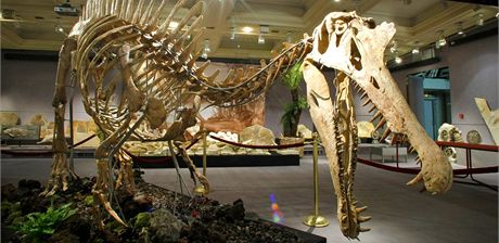 Spinosaurus je povaován za nejvtího dravého dinosaura. Charakterizují jej a dvoumetrové trny na hbet.