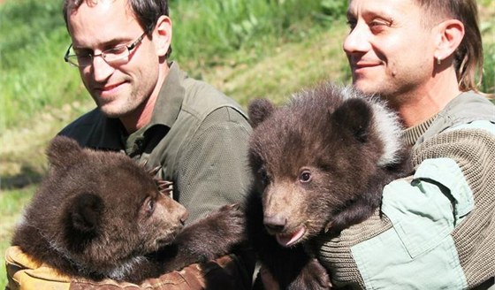 Potomci medvdice Kamatky z brnnské zoo jsou kluci, zjistili jejich