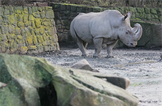 Vzácní bílí nosoroci z královédvorské zoo odcestovali do keské rezervace...