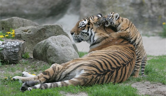 Tygr ussurijský má být jedním z druh, které chce chovat liberecká zoo. Na snímku tygr ze zoo ve Dvoe Králové.