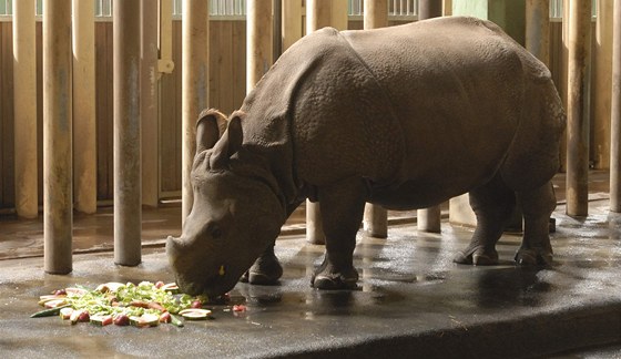 Nosorožčí samička Manjula oslavila čtvrté narozeniny. 
