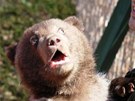 Potomci medvdice Kamatky z brnnské zoo jsou kluci: mlád na snímku se me