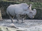 Vzcn bl nosoroci z krlovdvorsk zoo odcestovali do kesk rezervace...