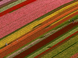 Pestrobarevný koberec z narcis a tulipán na festivalu kvtin v americkém...
