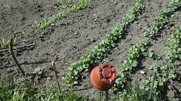 D�ti u� mají zasázené �edkvi�ky, roste u� i mrkev.