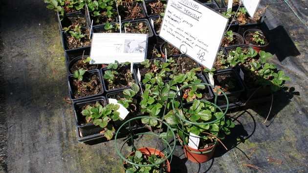 B�né p�evislé jahody nejsou levné, ale u zahradníka máte jistotu, co kupujete.