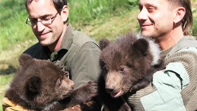 Potomci medvdice Kamatky z brnnsk zoo jsou kluci, zjistili jejich oetovatel pi ipovn. (26. duben 2012)