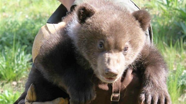 Oetovatelé brnnské zoo sebrali medvdici Kamatce její potomky. Pi jejich