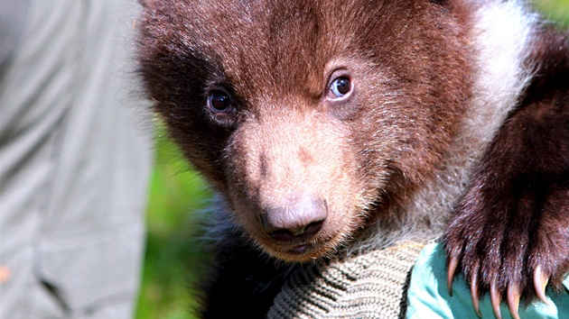 Oetovatel brnnsk zoo sebrali medvdici Kamatce jej potomky. Pi jejich ipovn zjistili, e jde o kluky. (26. duben 2012)