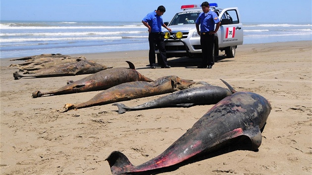 Mrtví delfíni na plái San José nedaleko msta Chiclayo v Peru (6. dubna 2012)