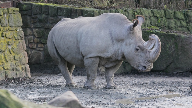 Vzácní bílí nosoroci z královédvorské zoo odcestovali do keské rezervace...