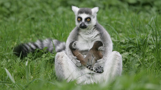 Lemur kata s mláaty v královédvorské zoo