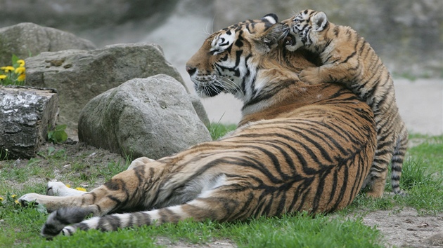 Tygr usurijský s mláetem v královédvorské zoo