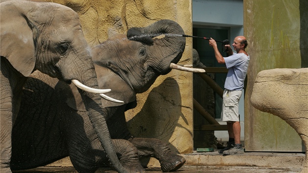 Oetovatel královédvorské zoo Radek Jaro kropí vodou slony africké.