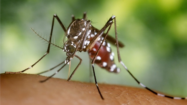 Komár tygrovaný (Aedes albopictus), který p�ená�í �adu tropických nemocí, se