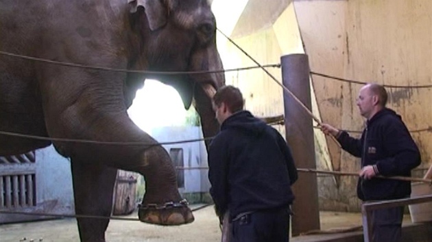 V praské zoo sthovali slona Mekonga do nového slonince.