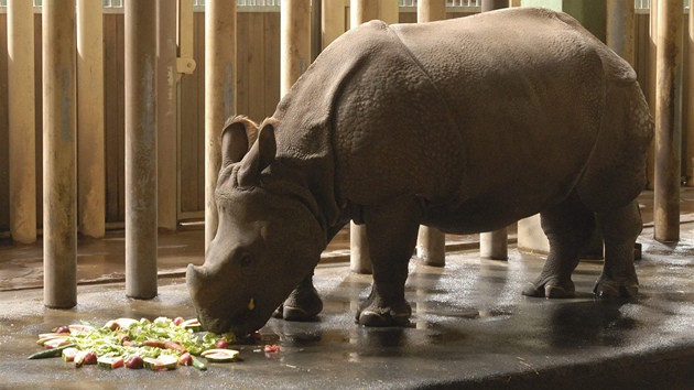Nosoroí samika Manjula oslavila tvrté narozeniny. 