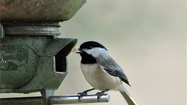 Krmítko (ilustraní foto)