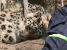 Hasii v plzeské zoo sundavají ze skály levhartici Binal. Schovala se v
