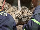 Hasii v plzeské zoo sundavají ze skály levhartici Binal. Schovala se v