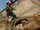 Hasii zachraují samici levharta, která uvázla v puklin skály osm metr nad