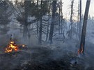 Velký lesní poár, který musí likvidovat hasii u Pemyslovic na Prostjovsku,