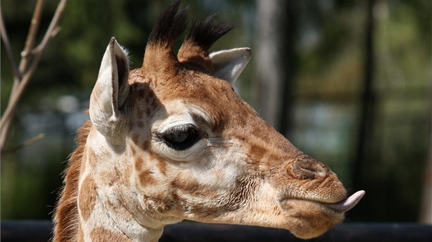 Dva a pl msíce staré mlád irafy , jeden z letoních pírstk olomoucké zoo...