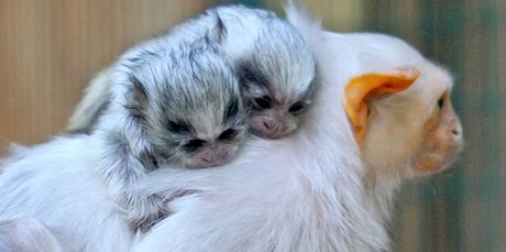 V jihlavsk zoologick zahrad se narodila dv mlata kosmana stbitho.