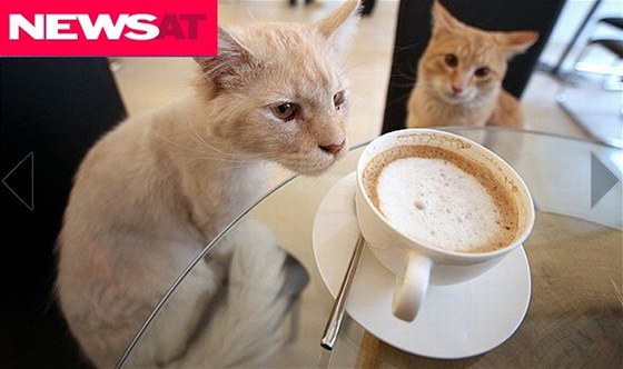 V kavárně se promenuje pět koček z útulku.