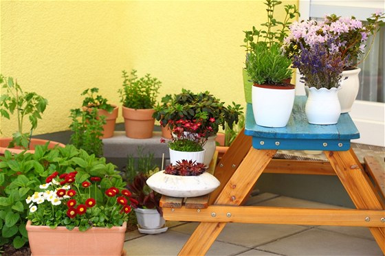 Mimo květin můžete na balkoně nebo terase pěstovat i oblíbené bylinky do