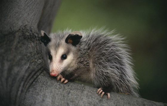 Hra possum dostala jméno podle druhu vanatce, který pustoí lesy Nového