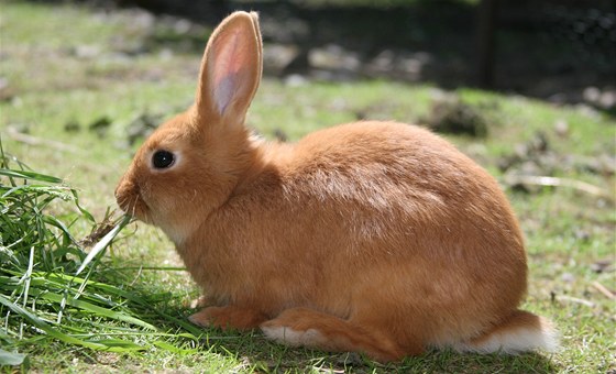 Mu s ukradeným králíkem daleko neutekl, vybhl za ním toti syn majitele. (ilustraní foto)