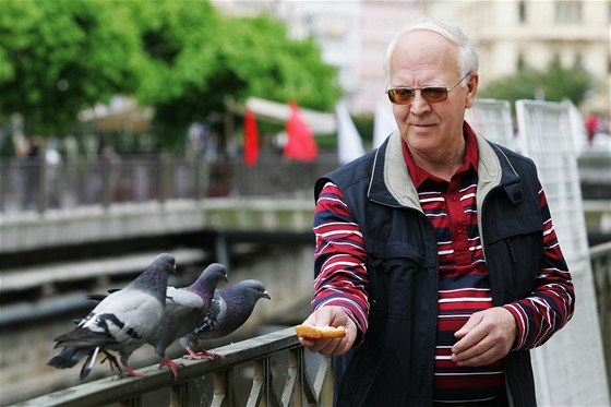 Za krmení holub dávají stráníci i 500 korun pokutu. Ilustraní snímek