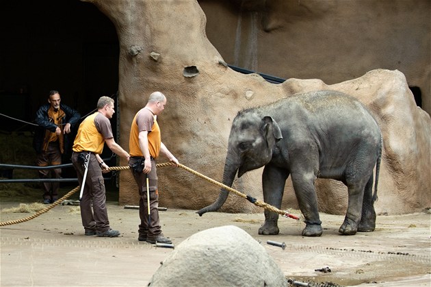 Ptadvacetiletá slonice Donna a její tíletá dcera Tonya