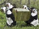 íntí výzkumníci odni do pandích kostým penáejí ani ne dvouletou pandu Tao...