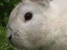 eský ernopesíkatý králík 