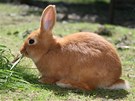 Zelená píce pro králíky by mla být erstvá a nesmí být mokrá i zapaená. 