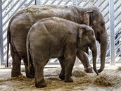 Pětadvacetiletá slonice Donna a její tříletá dcera Tonya