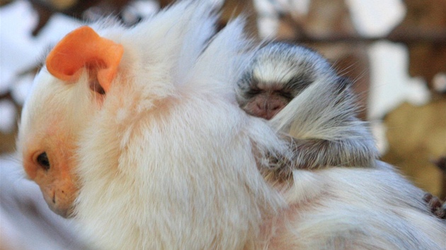 V jihlavské zoologické zahradě se narodila dvě mláďata kosmana stříbřitého.