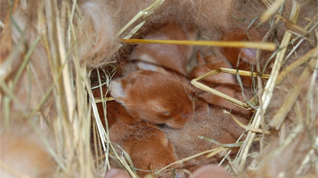 Slepá, ale už osrstěná mláďata českého červeného králíka v hnízdě