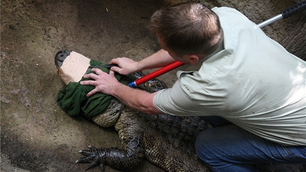 Chovatelé vypoutjí aligátora amerického ve zlínské zoo.